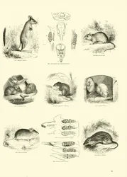 Page from The Pictorial Museum of Animated Nature