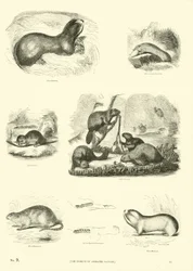 Page from The Pictorial Museum of Animated Nature