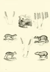 Page from The Pictorial Museum of Animated Nature