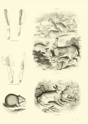 Page from The Pictorial Museum of Animated Nature