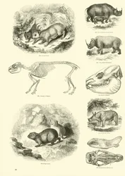 Page from The Pictorial Museum of Animated Nature