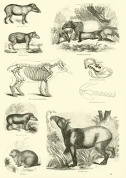 Page from The Pictorial Museum of Animated Nature