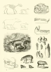 Page from The Pictorial Museum of Animated Nature