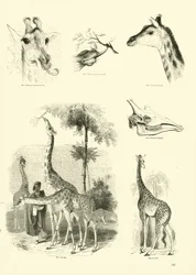 Page from The Pictorial Museum of Animated Nature