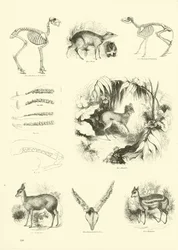 Page from The Pictorial Museum of Animated Nature