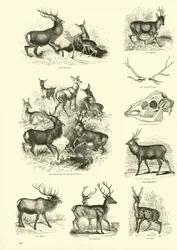 Page from The Pictorial Museum of Animated Nature