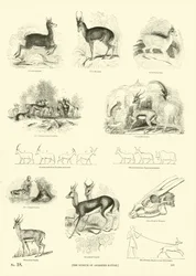 Page from The Pictorial Museum of Animated Nature
