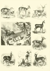 Page from The Pictorial Museum of Animated Nature