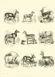 Page from The Pictorial Museum of Animated Nature