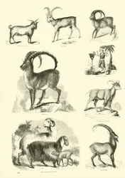 Page from The Pictorial Museum of Animated Nature