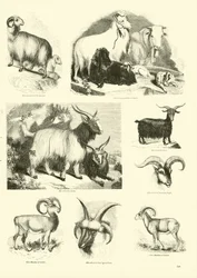 Page from The Pictorial Museum of Animated Nature