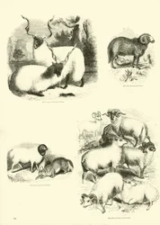 Page from The Pictorial Museum of Animated Nature