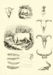 Page from The Pictorial Museum of Animated Nature