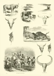 Page from The Pictorial Museum of Animated Nature