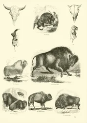 Page from The Pictorial Museum of Animated Nature