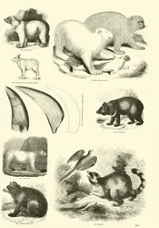 Page from The Pictorial Museum of Animated Nature