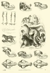 Page from The Pictorial Museum of Animated Nature