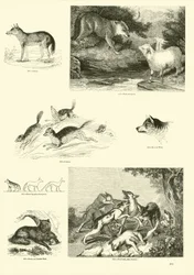 Page from The Pictorial Museum of Animated Nature