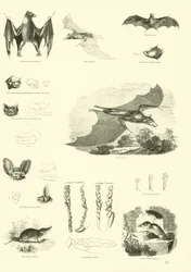 Page from The Pictorial Museum of Animated Nature