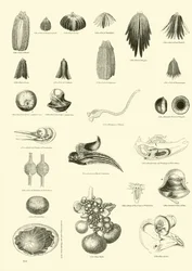 Page from The Pictorial Museum of Animated Nature
