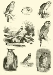 Page from The Pictorial Museum of Animated Nature