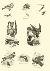 Page from The Pictorial Museum of Animated Nature