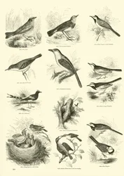 Page from The Pictorial Museum of Animated Nature