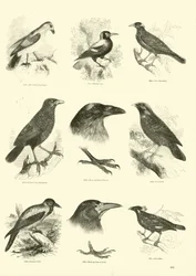 Page from The Pictorial Museum of Animated Nature