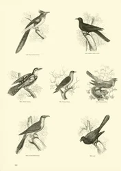 Page from The Pictorial Museum of Animated Nature