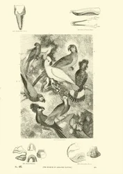 Page from The Pictorial Museum of Animated Nature