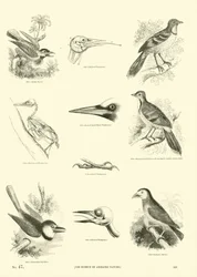 Page from The Pictorial Museum of Animated Nature