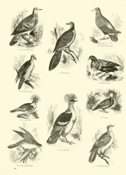 Page from The Pictorial Museum of Animated Nature