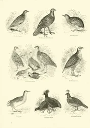 Page from The Pictorial Museum of Animated Nature