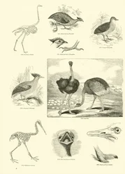 Page from The Pictorial Museum of Animated Nature