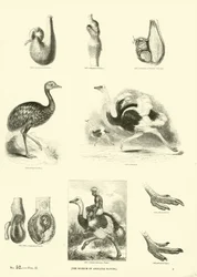 Page from The Pictorial Museum of Animated Nature