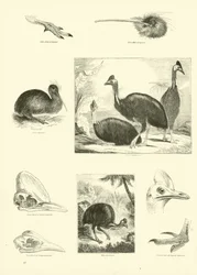 Page from The Pictorial Museum of Animated Nature