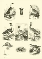 Page from The Pictorial Museum of Animated Nature