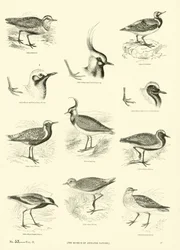 Page from The Pictorial Museum of Animated Nature
