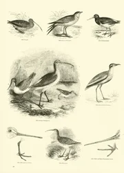 Page from The Pictorial Museum of Animated Nature