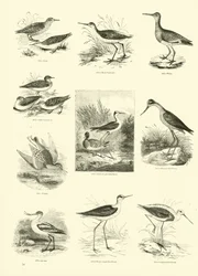 Page from The Pictorial Museum of Animated Nature