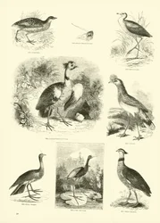 Page from The Pictorial Museum of Animated Nature