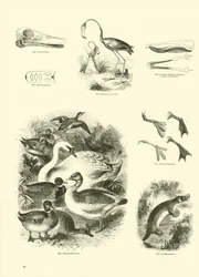 Page from The Pictorial Museum of Animated Nature