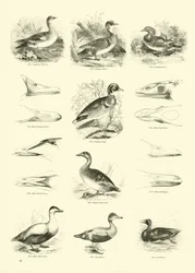 Page from The Pictorial Museum of Animated Nature
