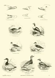 Page from The Pictorial Museum of Animated Nature