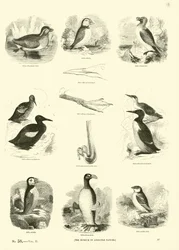 Page from The Pictorial Museum of Animated Nature
