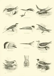Page from The Pictorial Museum of Animated Nature
