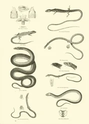 Page from The Pictorial Museum of Animated Nature
