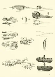 Page from The Pictorial Museum of Animated Nature