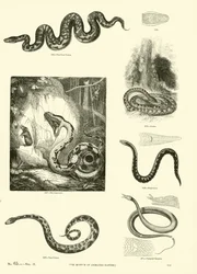 Page from The Pictorial Museum of Animated Nature
