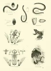 Page from The Pictorial Museum of Animated Nature